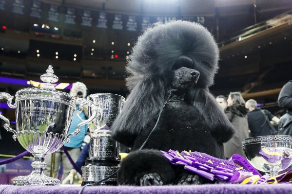 Siba, the standard poodle, poses for photographs after winning Best in Show in the 144th Westminster Kennel Club dog show, Tuesday, Feb. 11, 2020, in New York. (AP Photo/John Minchillo)