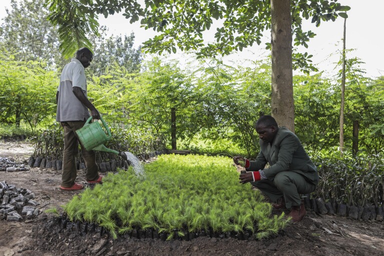 Enock Twagirayesu, right, team leader of Nakivale Green Environment Association checks sapling during his visit at Kakoma Central Nursery in Nakivale Refugee Settlement in Mbarara, Uganda, on Dec. 5 2023. Twagirayesu is among refugees helping to plant thousands of seedlings in hopes of reforesting the area. (AP Photo/Hajarah Nalwadda)