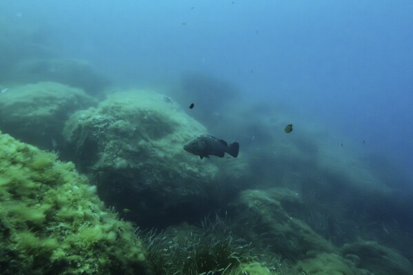Groupers swimming in a protected area in Port Cross National Park, France on Saturday, June 7, 2025, ahead of the United Nations Marine Conference (AP Photo/Annika Hammerschlag)