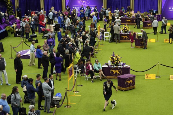 A handler runs with a dog during breed group judging at the 148th Westminster Kennel Club Dog show, Monday, May 13, 2024, at the USTA Billie Jean King National Tennis Center in New York. (AP Photo/Julia Nikhinson)