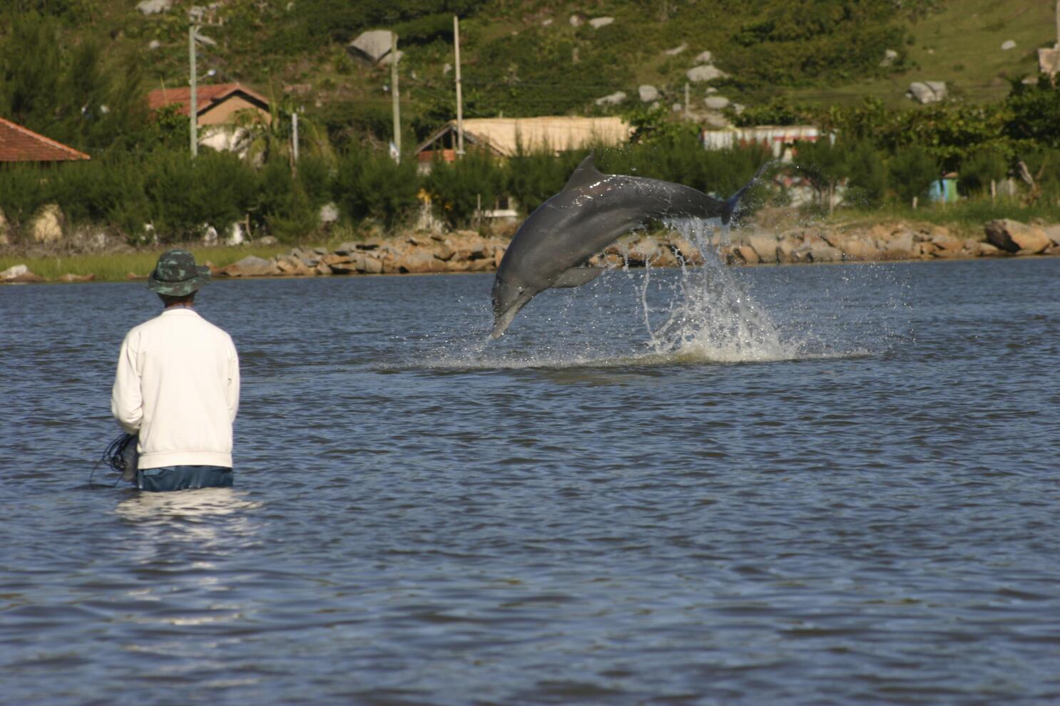 Fishing in synchrony brings mutual benefits for dolphins and people in  Brazil, research shows