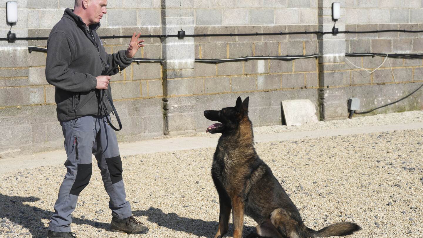Pets with a toolkit: Protection dogs train to handle burglars as sports stars boost home security