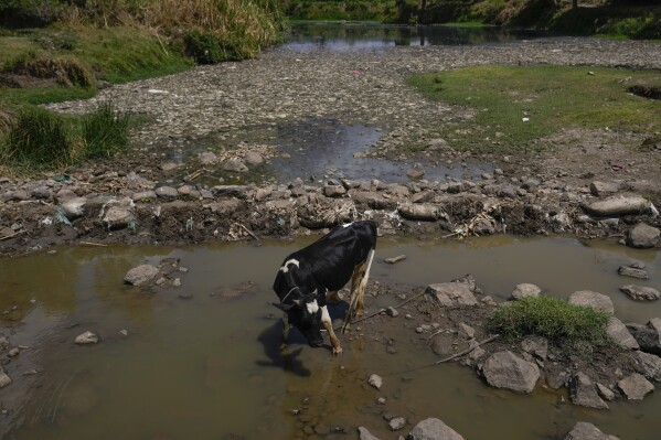 A cow drinks water from Athi River in Machakos county, Kenya, Tuesday, Oct. 17, 2023. There is no piped water or sewage system in Athi River, near Kenya's capital Nairobi, and drought is making clean water supplies more scarce and expensive for locals. (AP Photo/Brian Inganga)