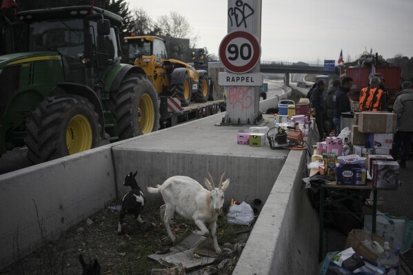 FILE - A goat grazes at a highway barricade in Aix-en-Provence, southern France, Thursday, Feb. 1, 2024. (AP Photo/Daniel Cole, File)