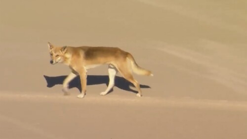 In this aerial image made from video, a dingo walks on beach on K'gari, formerly known as Fraser Island, Australia, Monday, July 17, 2023. A pack of dingoes drove a woman who was jogging into the surf and attacked her in the latest clash between native dogs and humans on a popular Australian island, sparking new warnings Tuesday to visitors venturing out. (AuBC/CHANNEL 7/CHANNEL 9 via AP)