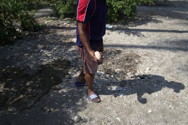 A poacher holds a newly laid maleo egg taken from the beach in Mamuju, West Sulawesi, Indonesia, Friday, Oct. 27, 2023. (AP Photo/Dita Alangkara)