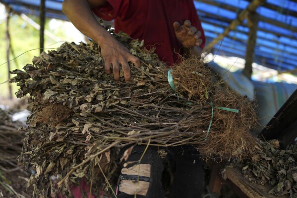 A farmer holds dried patchouli in Simboro, West Sulawesi, Indonesia, Wednesday, Feb. 26, 2025. (AP Photo/Dita Alangkara)