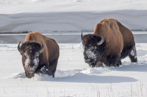 FILE - In this Feb. 2, 2014, file photo, Yellowstone National Park bison forage for grass in the snow near an icy Madison River in Montana. The park is developing a new bison management plan that officials say will put greater emphasis on alternatives to shipping the animals to slaughter when they leave the park and enter Montana. (Lloyd Blunk/The Billings Gazette via AP, File)