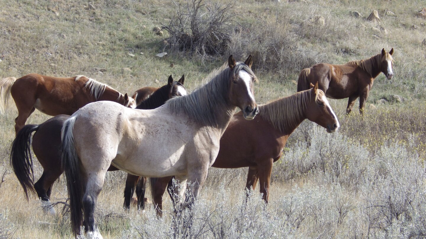 БИСМАРК Северна Дакота AP — Дивите коне ще останат в