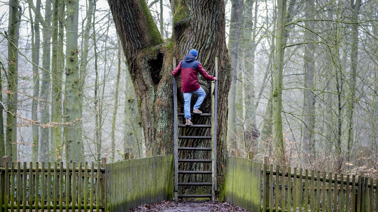Timber over Tinder: Bridegroom's Oak in a German forest has connected lovers for over a century