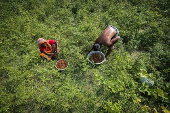 2024年4月25日，星期四，印度阿萨姆邦Morigaon区，雅德·阿里（右）和他的妻子莫努瓦拉·贝格姆（Monuwara Begum）在桑达哈伊提（Sandahkhaiti）的花园里收集辣椒。桑达哈伊提是布拉马普特拉河上的一个漂浮岛屿村庄。阿里和他的家人在岛上的小农场里种植红辣椒、玉米和其他一些蔬菜。（美联社照片/Anupam Nath）