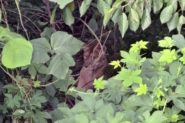 In this photo provided by Gyeongbuk Fire Station Service Headquarters, a lioness is seen in a forest in Goryeong, South Korea, Monday, Aug. 14, 2023. A lioness escaped from a farm in South Korea, touching off an emergency search before it was killed by a hunter Monday, officials said. (Gyeongbuk Fire Station Service Headquarters via AP)