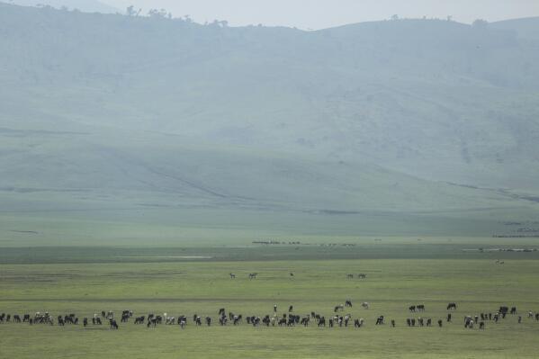Cattle belonging to Maasai ethnic group graze in the highlands of Ngorongoro Conservation Area, west of Arusha, northern Tanzania on Jan. 17, 2015. The Tanzanian government is seizing livestock from Indigenous Maasai herders in the Ngorongoro Conservation Area in its latest attempt to clear way for tourism and trophy hunting, a report released Thursday, Jan. 26, 2023, said. (AP Photo/Mosa'ab Elshamy, File)
