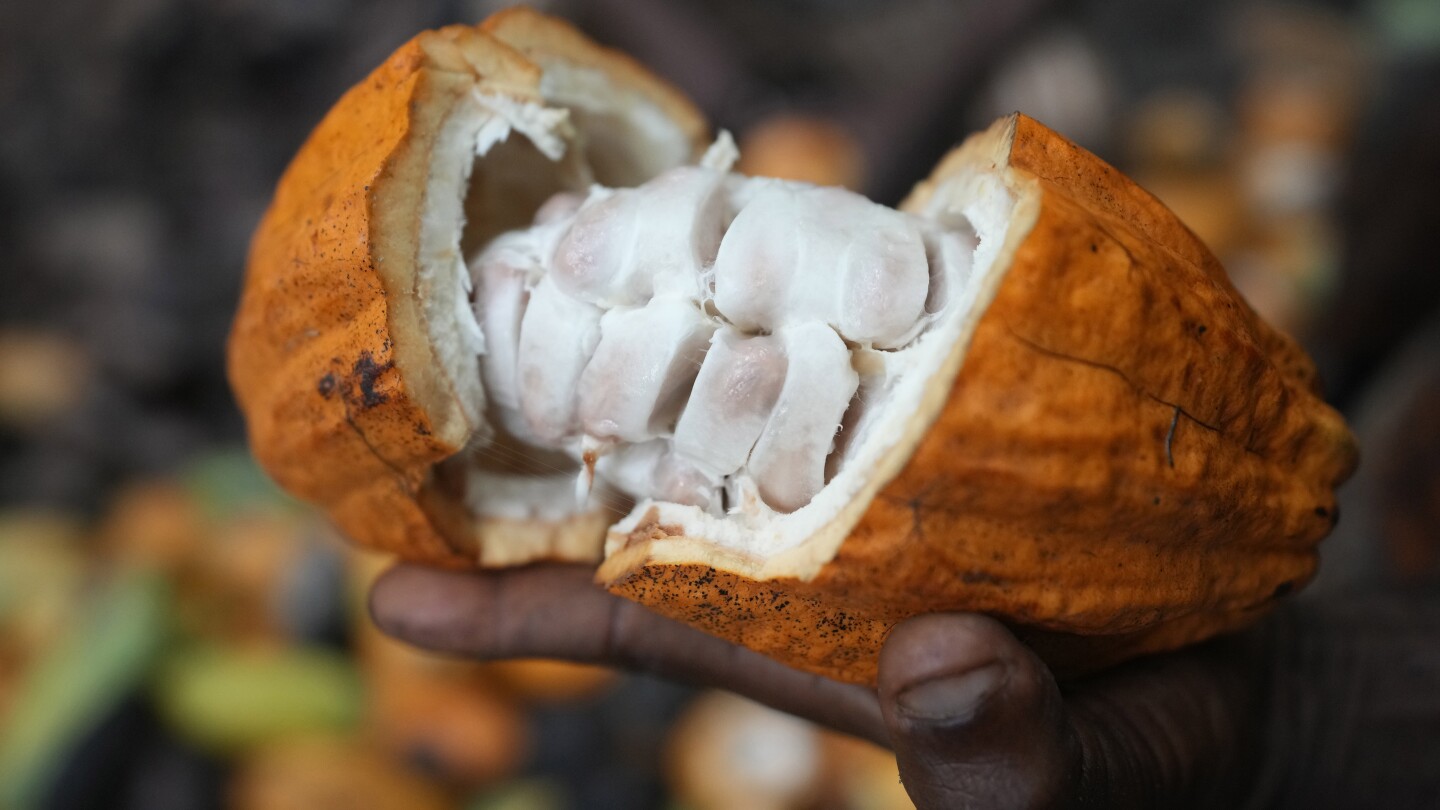Какао, отглеждано незаконно в нигерийска тропическа гора, се насочва към компании, които снабдяват големи производители на шоколад