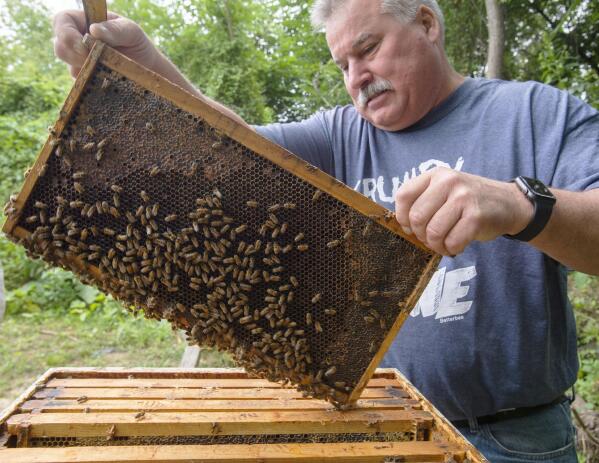Paul Snellen, master beekeeper of the Pennsylvania Beekeepers Association, pulls one of the boards covered with bees Wednesday, Aug. 4, 2021, in Allentown, Pa. Beekeepers in the U.S. lost an estimated 45.5% of their managed honeybee colonies last year, according to a survey conducted by the nonprofit Bee Informed Partnership. Pennsylvania’s beekeepers reported a 54% annual loss, and Snellen estimates Lehigh Valley losses at around 30%-40% or more. (Rick Kintzel/The Morning Call via AP)