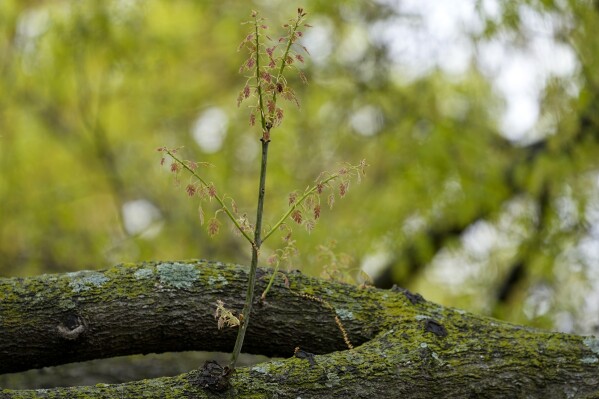 The branches of an oak tree are stained with a green tint from pollen at park in Richardson, Texas, Thursday, March 21, 2024. The 2024 allergy season in the U.S. is starting sooner than experts expected. There are three main types of pollen that cause seasonal allergies. Earlier in the spring, tree pollen is the main culprit. After that grasses pollinate, followed by weeds in the late summer and early fall. (AP Photo/Tony Gutierrez)