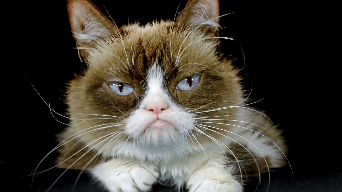 Grumpy Cat meme to become a movie