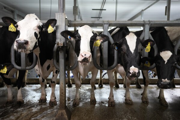 FILE - Cows stand in the milking parlor of a dairy farm in New Vienna, Iowa, on Monday, July 24, 2023. The bird flu outbreak in U.S. dairy cows is prompting development of new, next-generation mRNA vaccines — akin to COVID-19 shots — that are being tested in both animals and people. In June 2024, the U.S. Agriculture Department is to begin testing a vaccine developed by University of Pennsylvania researchers by giving it to calves. (AP Photo/Charlie Neibergall, File)
