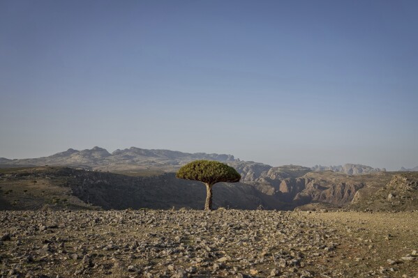 A dragon blood's tree sits above a canyon on the Yemeni island of Socotra on Sept. 18, 2024. (AP Photo/Annika Hammerschlag)