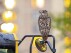 This photo provided by David Lei shows Flaco the owl, April 28, 2023, in New York. As Flaco enters his second year in the spotlight, it can be easy to forget that his freedom is the result of a crime, one that has improbably remained unsolved for a year. (Courtesy David Lei via AP)
