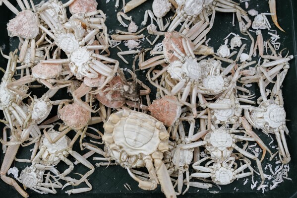 Molts and shells from snow crab sit on a table, Thursday, June 22, 2023, at the Alaska Fisheries Science Center in Kodiak, Alaska. (AP Photo/Joshua A. Bickel)
