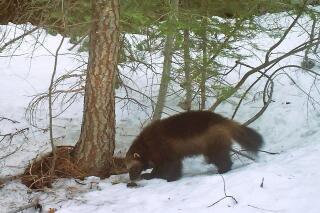 This Feb. 27, 2016, file photo provided by the California Department of Fish and Wildlife, from a remote camera set by biologist Chris Stermer, shows a mountain wolverine in the Tahoe National Forest near Truckee, Calif., a rare sighting of the predator in the state. A federal judge has given U.S. wildlife officials 18 months to decide if wolverines should be protected under the Endangered Species Act. (Chris Stermer/California Department of Fish and Wildlife via AP, File)