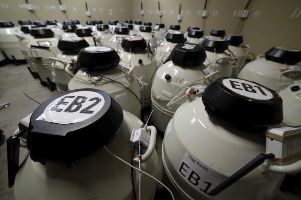 A room full of smaller cryo storage containers, each capable of holding approximately 150 egg samples immersed in liquid nitrogen, in one of the secured storage areas at the Aspire Houston Fertility Institute in vitro fertilization lab Tuesday, Feb. 27, 2024, in Houston. Women over 35 and those facing serious diseases like cancer, lupus and sickle cell are among the most likely to turn to IVF to build the families they desperately want. But in Alabama, they are among those whose dreams are in limbo after three of the state's largest clinics paused IVF services. (AP Photo/Michael Wyke)