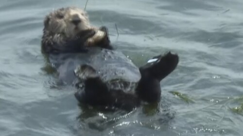 A Sea Otter That Escaped Capture Eats A Crab On The Beach In Santa Cruz, Calif., Wednesday, July 19, 2023, In This Video Clip.  A Sea Otter Has Been Thrust Into The National Spotlight After Footage Of Her Wading Away From Passengers Circulated On Social Media.  (Ap Photo/Heaven Daily)
