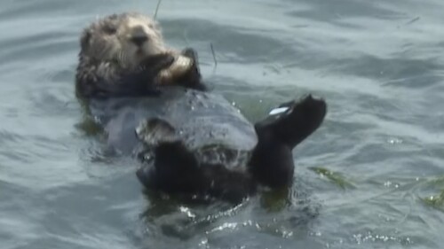 In this image from video a sea otter that has evaded capture eats a crab off the coast of Santa Cruz, Calif., Wednesday, July 19, 2023. The sea otter launched into the national spotlight after images of her aggressively wresting surfboards away from surfers circulated on social media is building a fan club as she continues to evade capture. (AP Photo/Haven Daley)