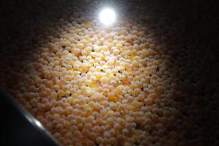 FILE - This Wednesday, June 19, 2019 file photo shows the first batch of bioengineered Atlantic salmon eggs in an incubation tray at AquaBounty Technologies' facility in Albany, Ind. On Thursday, Nov. 5, 2020, a federal court judge ordered the U.S. Food and Drug Administration to conduct an environmental assessment of genetically modified salmon that he said was required for the agency’s approval of the fish. But U.S. District Court Judge Vince Chhabria did not vacate the FDA’s approval of the salmon for human consumption in the meantime, because he said the risk for near-term environmental harm is low. (AP Photo/Michael Conroy)