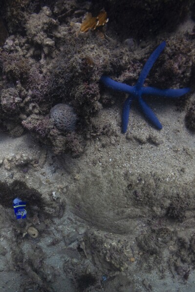 Trash, left, is visible near a blue sea star off the coast of Nha Trang, Vietnam, Oct. 24, 2024. (AP Photo/Yannick Peterhans)