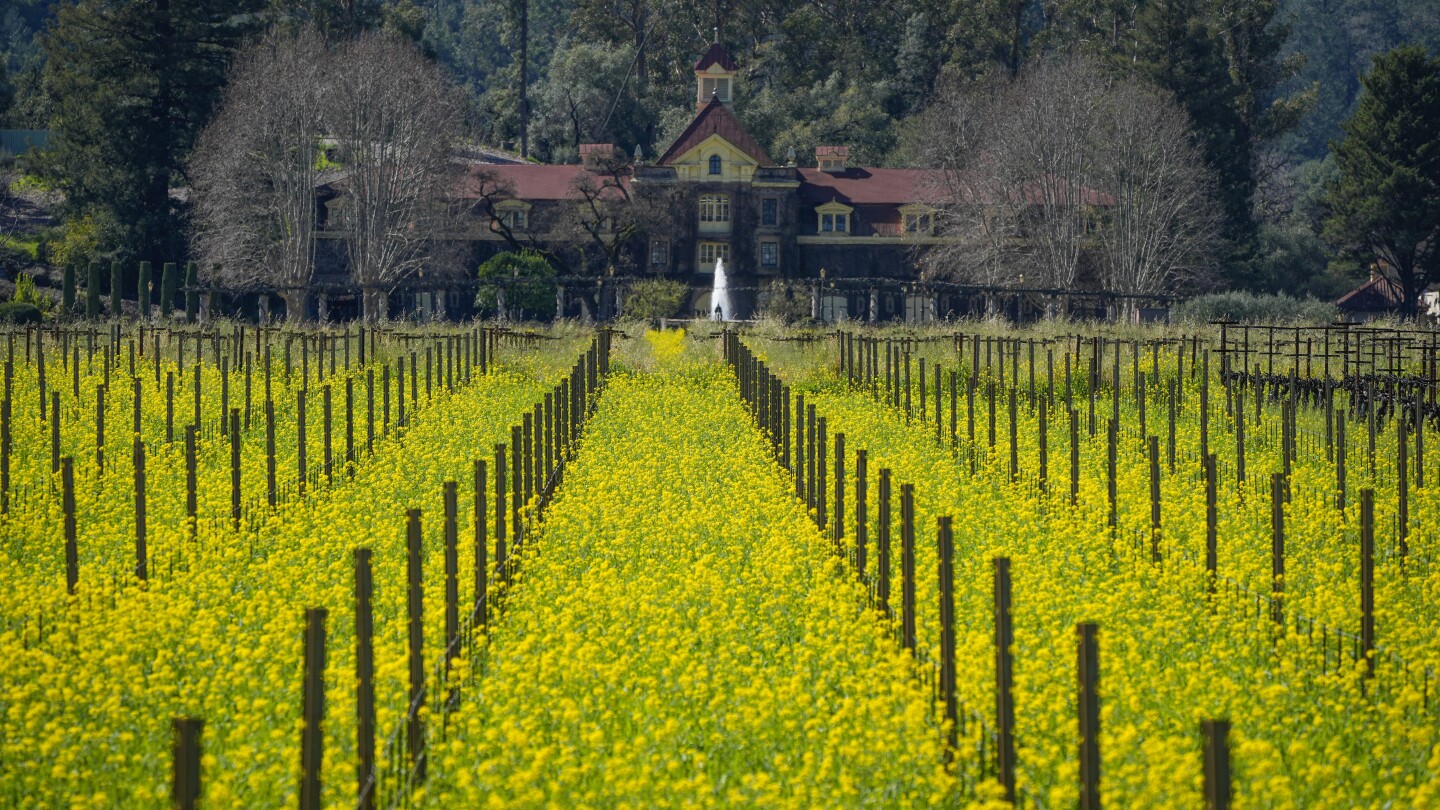 Грандиозни полета с жълта горчица привличат посетители в страната на виното в Северна Калифорния
