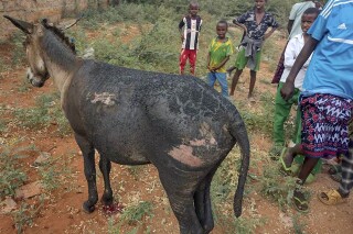 A donkey with injuries is seen after an improvised explosive device (IED) blew up in Mandera County, Kenya, Thursday, Jan. 18, 2024. Authorities in Kenya say a donkey cart carrying a suspected improvised bomb has blown up at a checkpoint on the Kenya-Somalia border, killing one Kenyan police officer and critically wounding four others. A police report says the cart pulled by two donkeys and ridden by one man passed the Somali checkpoint of Bula Hawa and entered Kenya territory Thursday. (AP Photo)