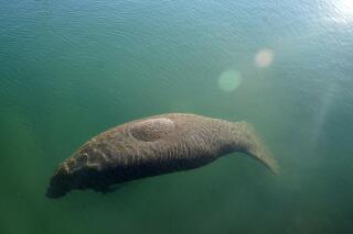 FILE - A manatee floats in the warm water of a Florida Power & Light discharge canal, Monday, Jan. 31, 2022, in Fort Lauderdale, Fla. Wildlife officials said Thursday, April 7,  that more than 202,000 pounds (91,600 kilograms) of lettuce has been fed to manatees at a power plant on Florida's east coast where the animals gather in cold months because of the warm water discharge. Most of the cost was through donations from around the world. (AP Photo/Lynne Sladky, File)