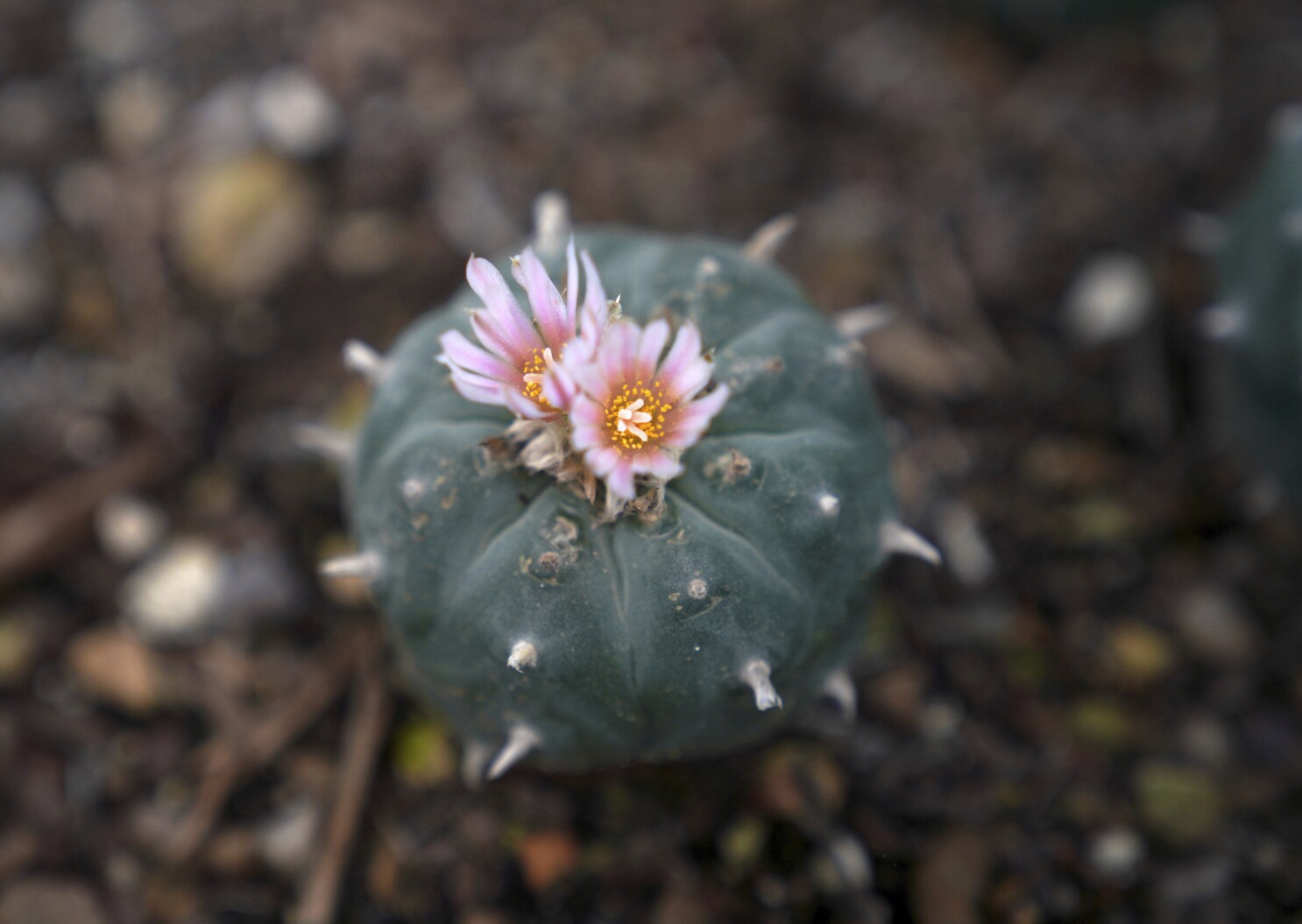 El peyote, sagrado para indígenas norteamericanos, se ve amenazado por renacimiento psicodélico | AP News