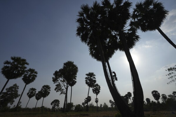 Chin Choeun, 54, climbs down a palm tree at Trapang Ampel village, outside Phnom Penh, Cambodia, Friday, March 15, 2024. Choeun spends nearly 12 hours a day collecting sap from palm trees that he and his wife turn into palm sugar. (AP Photo/Heng Sinith)