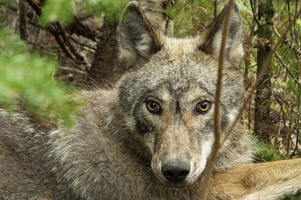This May 2020 photo provided by the Voyageurs Wolf Project shows Wolf V092 during efforts to fit a GPS-collar, just south of Voyageurs National Park, Minn. Scientists studying gray wolves in the park have traced how wolves preying on beavers affect the ecosystem by impeding the ability of beavers to build and maintain new dams that create wetlands. (Tom Gable/Voyageurs Wolf Project via AP)