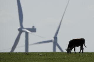 FILE - A cow grazes in a pasture as wind turbines rise in the distance, April 27, 2020, near Reading, Kan. The climate deal reached by Senate Democrats could reduce the amount of greenhouse gases that American farmers produce by expanding programs that help sequester carbon in soil, fund climate-focused research and lower the abundant methane emissions that come from cows. (AP Photo/Charlie Riedel, File)