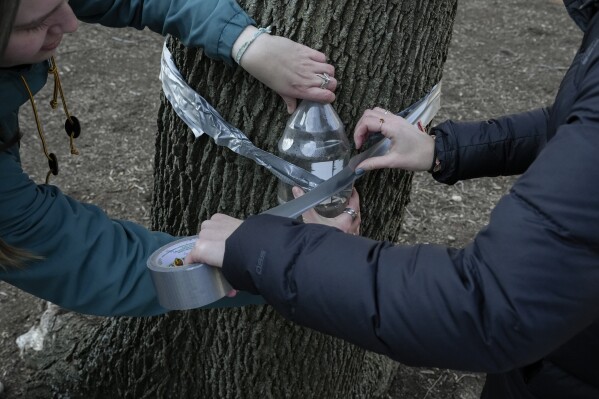Olivia Schenker, left, and Zella Milfred, right, tape a plastic bottle to a maple tree for sap collection during their class on maple syrup and climate change, Friday, Feb. 23, 2024, at Northwestern University in Evanston, Ill. It’s a class that the students, who come from a variety of majors, say is providing hands-on experience in data collection and a front-row seat to witness climate change. (AP Photo/Joshua A. Bickel)