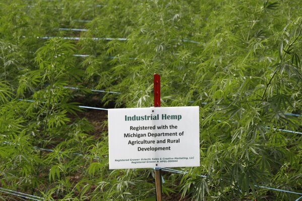 In this Aug. 21, 2019, photo, rows plants are shown at an industrial hemp farm, in Clayton Township, Mich. The legalization of industrial hemp is spurring U.S. farmers into unfamiliar terrain, tempting them with profits amid turmoil in agriculture while proving to be a tricky endeavor in the early stages. Up for grabs is a lucrative market, one that could grow more than five-fold globally by 2025, driven by demand for cannabidiol. The compound does not cause a high like that of marijuana and is hyped as a health product to reduce anxiety, treat pain and promote sleep. (AP Photo/Paul Sancya)