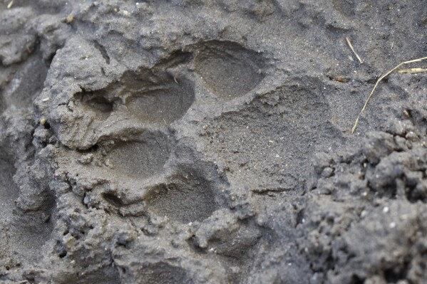 FILE - A track from a wolf is seen in the mud near the Slough Creek area of Yellowstone National Park, Wyo., Wednesday, Oct. 21, 2020. As Yellowstone National Park in Wyoming opens for the busy summer season, wildlife advocates are leading a call for a boycott of the conservative ranching state over laws that give people wide leeway to kill gray wolves with little oversight. (AP Photo/Matthew Brown, File)