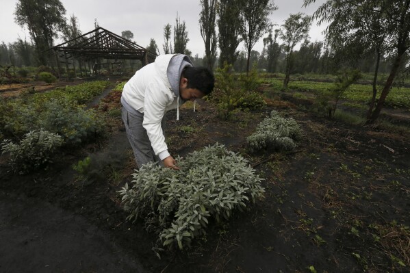 FILE - Ichiro Kitazawa, a chef at the Japanese restaurant Rocoi, inspects herbs on a floating garden known as a chinampa in Xochimilco in Mexico City on July 13, 2017. Efforts to put agriculture on or in the water are as old as the Aztecs, who built artificial islets to grow food long ago in what's now Mexico. (AP Photo/Marco Ugarte)