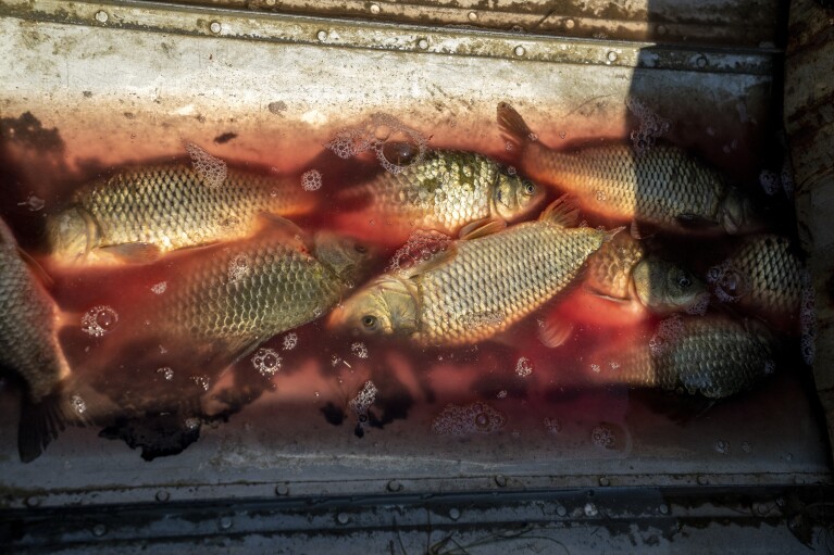 Fish taken from the Aral Sea sit in water on the bottom of a boat outside the village of Tastubek, Kazakhstan, Sunday, July 1, 2023. Fisheries have been restored thanks to a dike that cuts across a narrow stretch of the sea, conserving and gathering water that comes from the Syr Darya. (AP Photo/Ebrahim Noroozi)