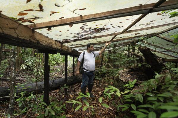 Joao de Athaydes, who is a meteorologist, shows part of the plastic panels installed to mimic stress from drought, at the Esecaflor project in the Caxiuana National Forest, Para state, Brazil, Thursday, March 20, 2025. (AP Photo/Jorge Saenz)