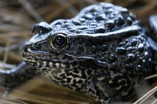 FILE - This Sept. 27, 2011, file photo, shows a gopher frog at the Audubon Zoo in New Orleans. The Biden administration is canceling two environmental rollbacks under former President Donald Trump that limited habitat protections for imperiled plants and wildlife. The dusky gopher frog survives in just a few ponds in Mississippi. (AP Photo/Gerald Herbert, File)