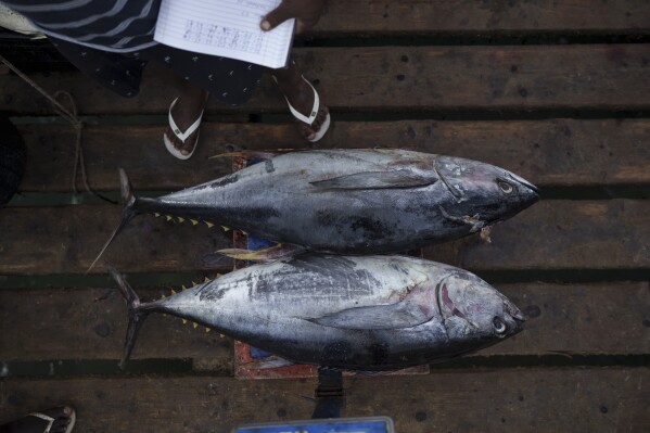 A fisherman weights two tuna before selling it in Santa Maria, island of Sal, Cape Verde, Friday, Aug. 25, 2023. This year’s marine heat waves and spiking ocean temperatures foretell big changes in the future for some of the largest fish in the sea, such as sharks, tunas and swordfish. (AP Photo/Felipe Dana)