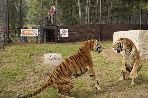 Two tigers inside enclosure at the Lionsrock Big Cat Sanctuary in Bethlehem, South Africa, Saturday, March 12, 2022. After 15 years of living in an abandoned train carriage in San Luis province in the Northwest of Argentina, a family of four tigers have been rescued from their confinement by the global animal welfare organisation FOUR PAWS. (AP Photo/Themba Hadebe)