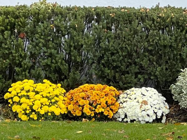 Chrysanthemums: How to Plant and Grow Mums