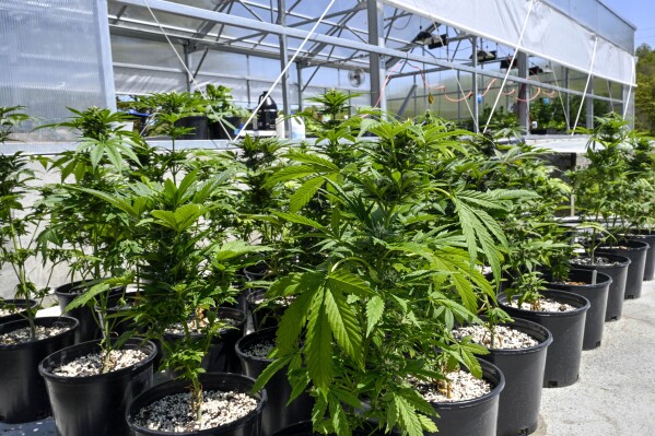 FILE - Marijuana plants are seen at a secured growing facility in Washington County, N.Y., May 12, 2023. The U.S. Drug Enforcement Administration will move to reclassify marijuana as a less dangerous drug, a historic shift to generations of American drug policy that could have wide ripple effects across the country. (Ǻ Photo/Hans Pennink, File)