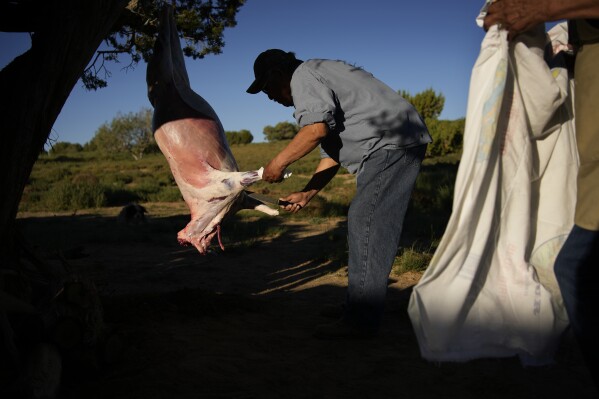 Jay Begay Sr. slaughters a sheep Wednesday, Sept. 6, 2023, in the community of Rocky Ridge, Ariz., on the Navajo Nation. Climate change, permitting issues and diminishing interest among younger generations are leading to a singular reality: Navajo raising fewer sheep. (AP Photo/John Locher)